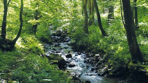 CAS / Wald, Landschaft und Gesundheit